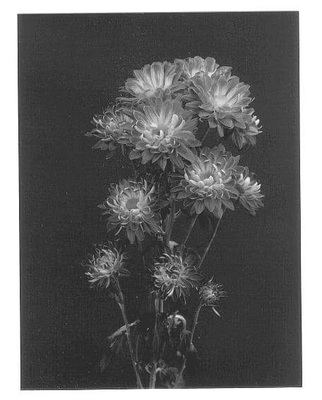 Figure 1 of US plant patent PP12872, the photograph of Make-Up printed in the patent.