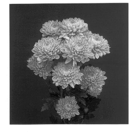 Figure 1 of US plant patent PP12873, the photograph of Wish printed in the patent.