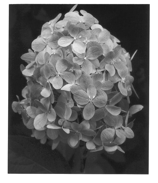 Figure 1 of US plant patent PP12874, the photograph of Limelight printed in the patent.