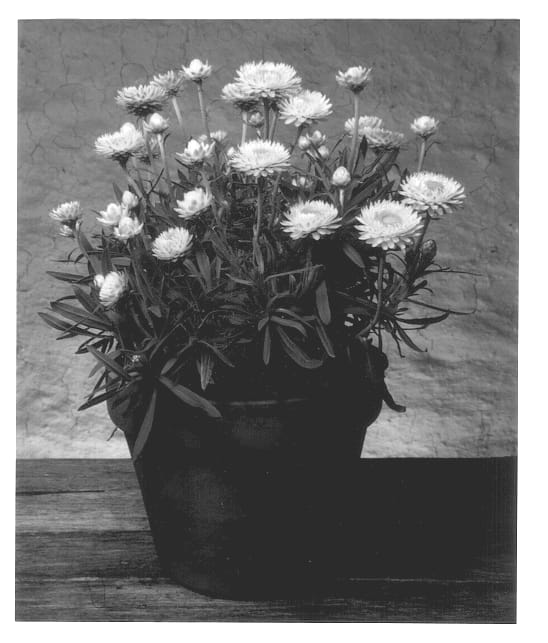 Figure 1 of US plant patent PP12875, the photograph of Florabella Lemon printed in the patent.