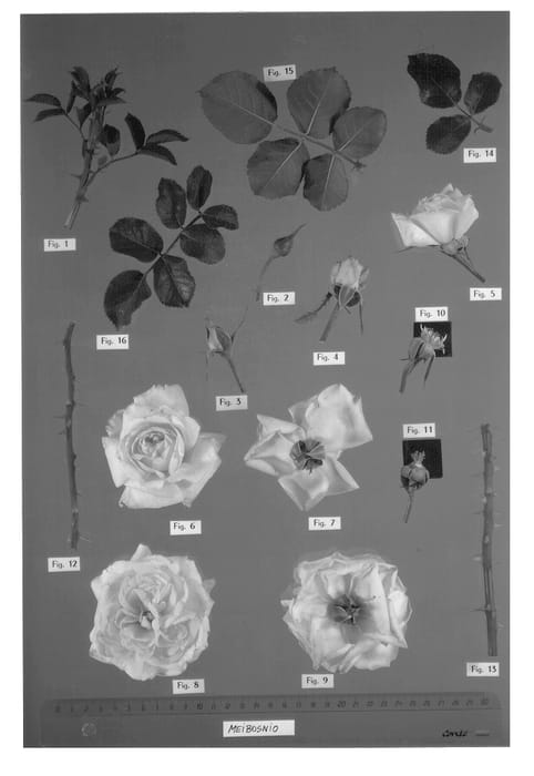 Figure 1 of US plant patent PP12876, the photograph of Meibosnio printed in the patent.