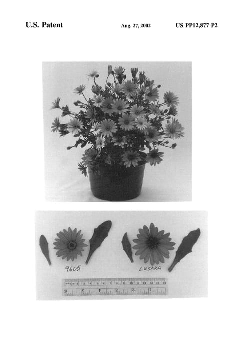 Figure 3 of US plant patent PP12877, the photograph of Bamba printed in the patent.