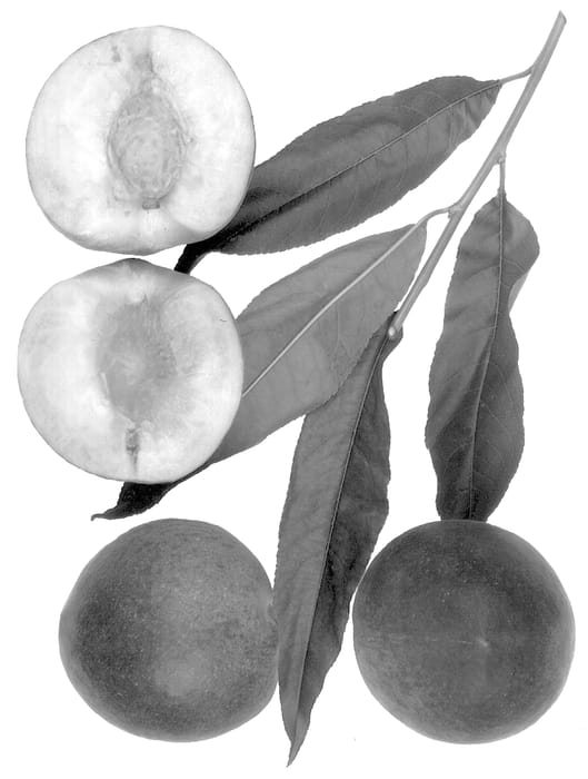Figure 1 of US plant patent PP12878, the photograph of Sweet Crest printed in the patent.