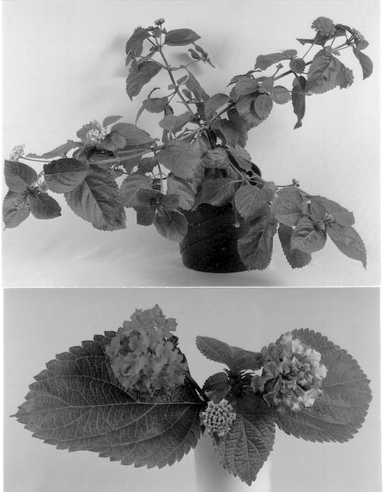 Figure 1 of US plant patent PP12879, the photograph of Robmornpin printed in the patent.