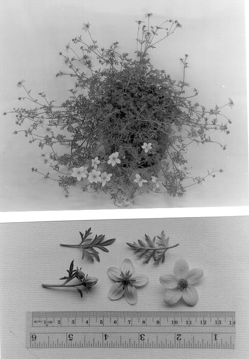 Figure 1 of US plant patent PP12880, the photograph of Peters Goldteppich printed in the patent.