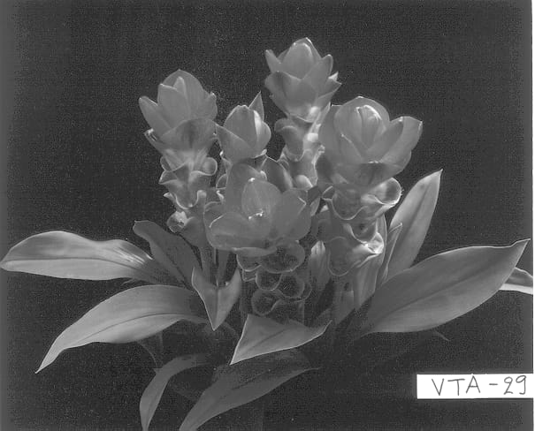 Figure 1 of US plant patent PP12881, the photograph of Thai Beauty printed in the patent.