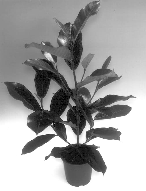 Figure 1 of US plant patent PP12882, the photograph of GRU FI9801 printed in the patent.