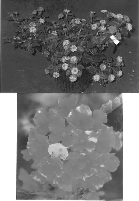 Figure 1 of US plant patent PP12883, the photograph of Sonset printed in the patent.