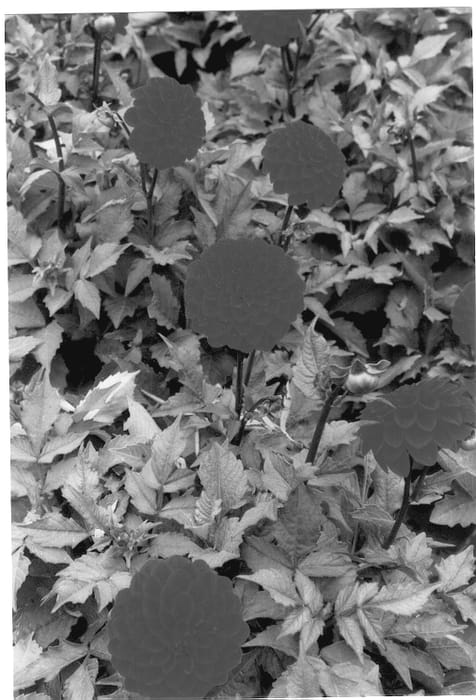 Figure 1 of US plant patent PP12884, the photograph of Melody Bolero printed in the patent.