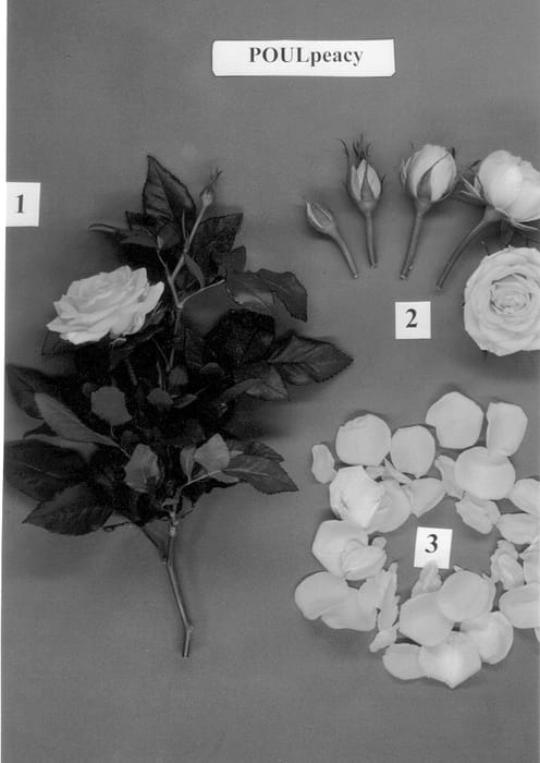 Figure 1 of US plant patent PP12885, the photograph of POULpeacy printed in the patent.