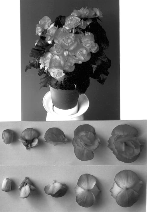 Figure 1 of US plant patent PP12886, the photograph of Genie printed in the patent.