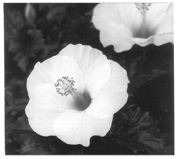 Figure 2 of US plant patent PP12887, the photograph of Cool Wind printed in the patent.