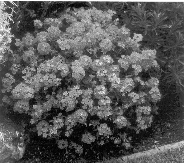 Figure 1 of US plant patent PP12888, the photograph of Balwilapi printed in the patent.