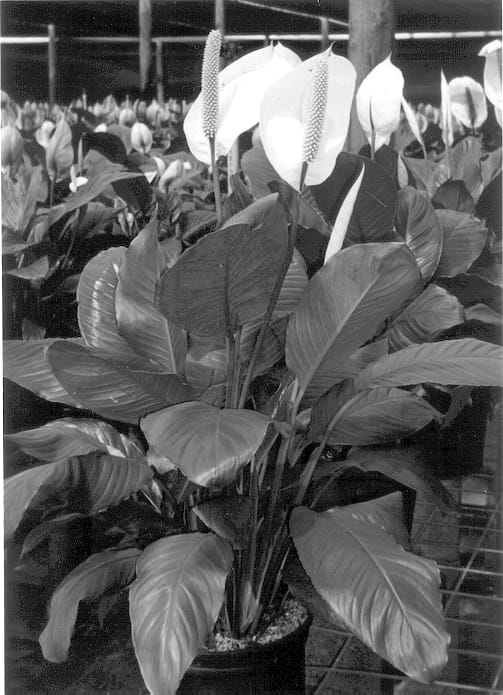 Figure 1 of US plant patent PP12889, the photograph of Florida Beauty printed in the patent.