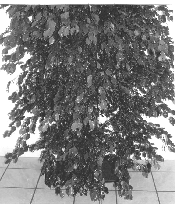 Figure 1 of US plant patent PP12890, the photograph of Eclipse printed in the patent.