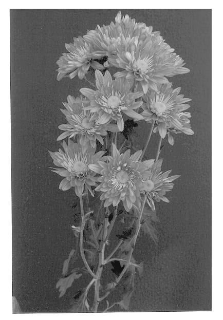 Figure 1 of US plant patent PP12891, the photograph of Lucky Suerte printed in the patent.