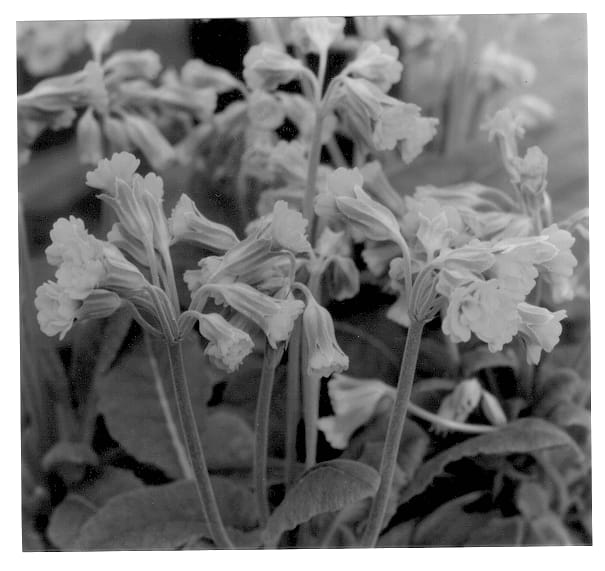 Figure 1 of US plant patent PP12892, the photograph of Prinic printed in the patent.