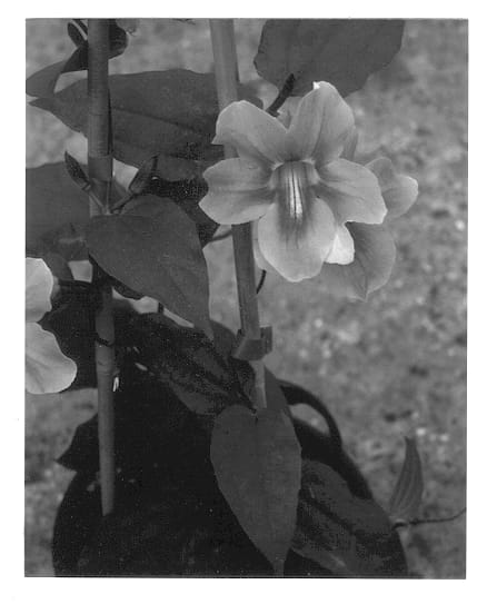 Figure 1 of US plant patent PP12893, the photograph of Daniella printed in the patent.