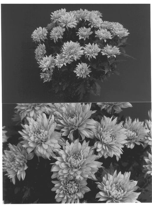 Figure 1 of US plant patent PP12894, the photograph of Orange Yodanville printed in the patent.