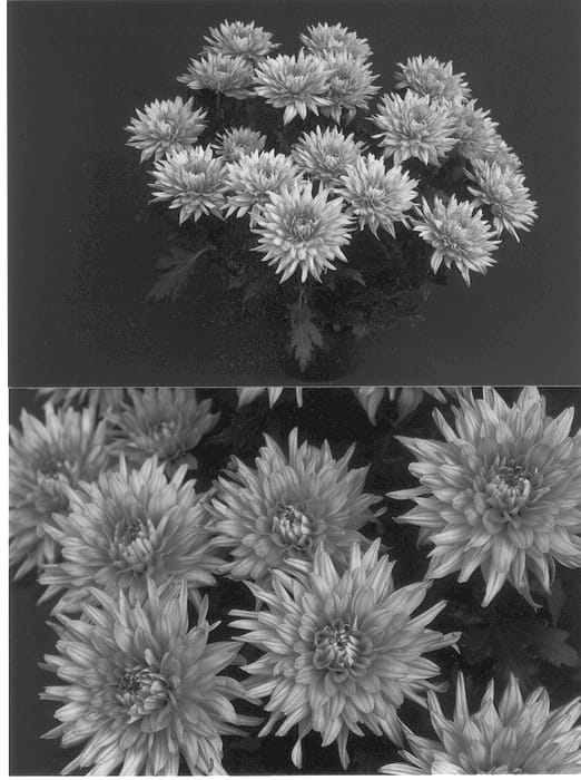Figure 1 of US plant patent PP12895, the photograph of Yodanville printed in the patent.