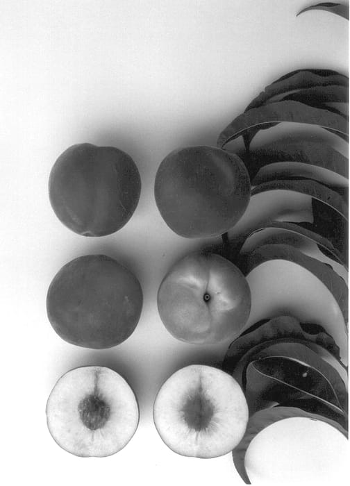 Figure 1 of US plant patent PP12896, the photograph of August Princess printed in the patent.