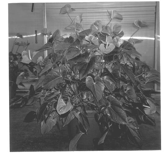 Figure 1 of US plant patent PP12897, the photograph of VR 110 printed in the patent.