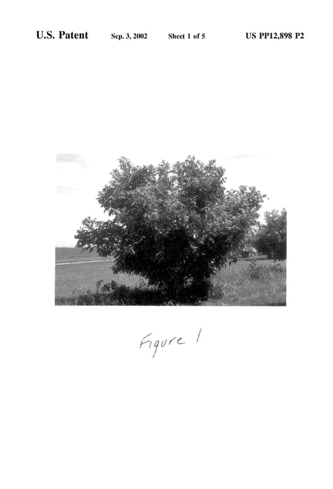Figure 4 of US plant patent PP12898, the photograph of Domoto printed in the patent.