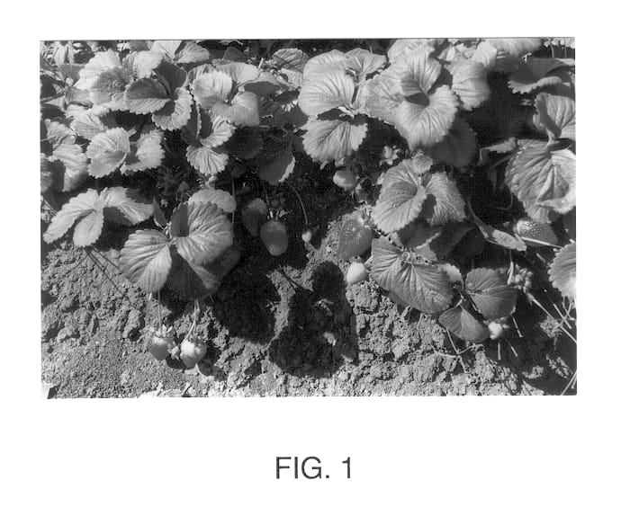 Figure 1 of US plant patent PP12899, the photograph of San Juan printed in the patent.