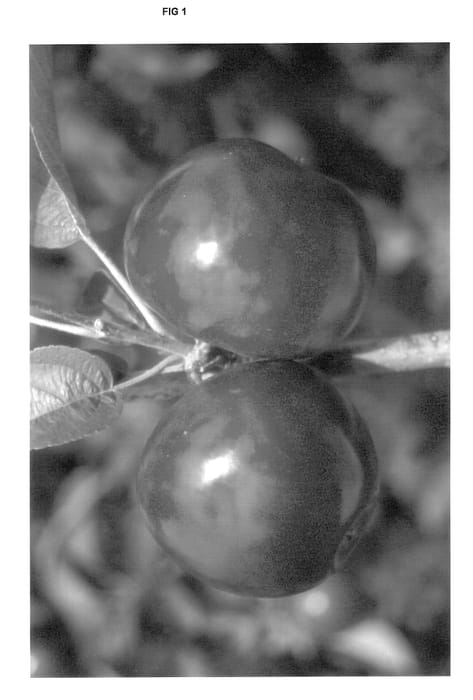 Figure 1 of US plant patent PP12900, the photograph of Bull MacIntosh printed in the patent.