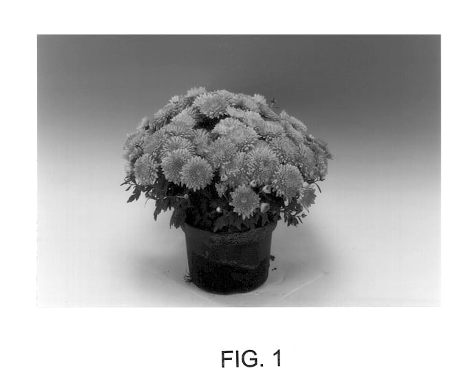 Figure 1 of US plant patent PP12901, the photograph of Cupidores printed in the patent.