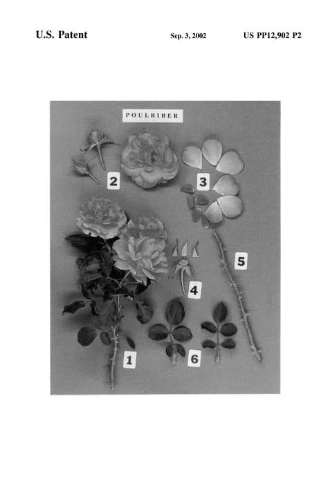 Figure 4 of US plant patent PP12902, the photograph of POULriber printed in the patent.