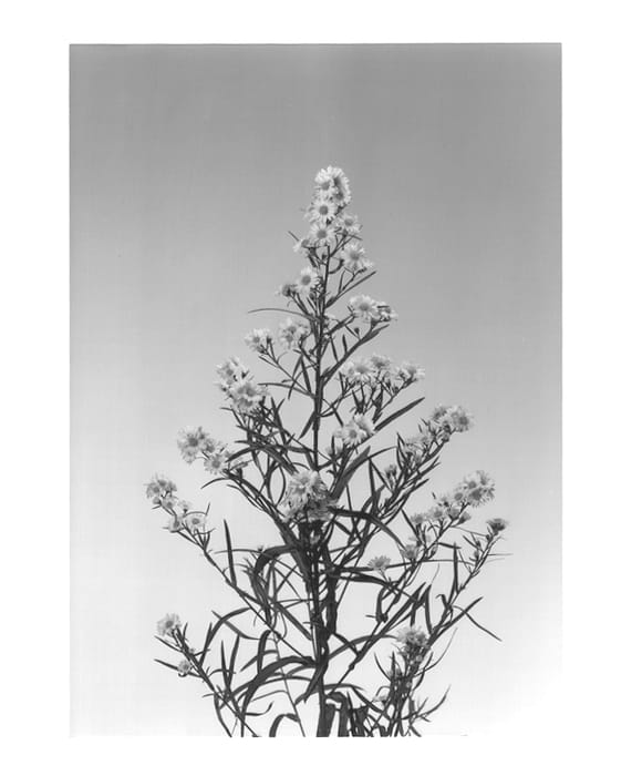 Figure 1 of US plant patent PP12903, the photograph of Chelsea printed in the patent.