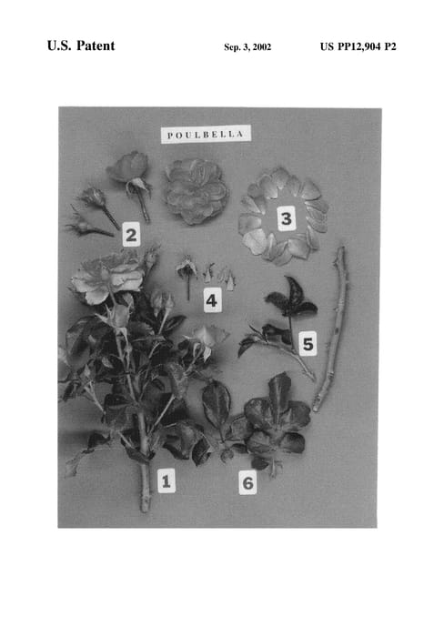 Figure 4 of US plant patent PP12904, the photograph of POULbella printed in the patent.