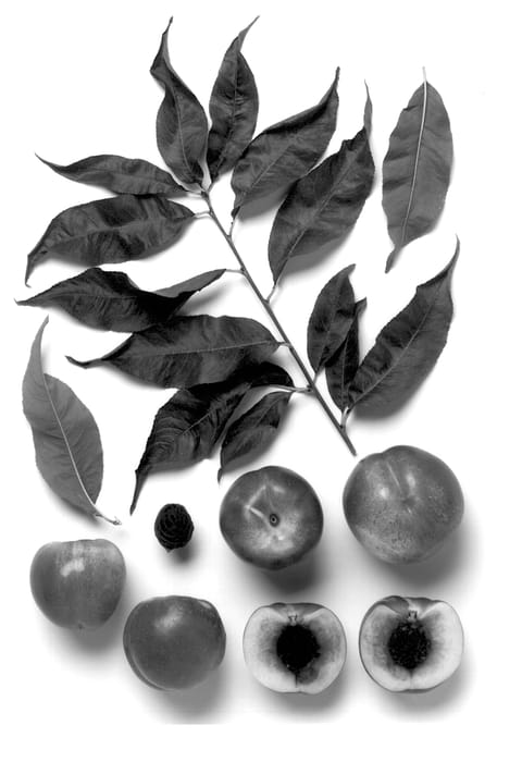 Figure 1 of US plant patent PP12905, the photograph of Mike's Red printed in the patent.