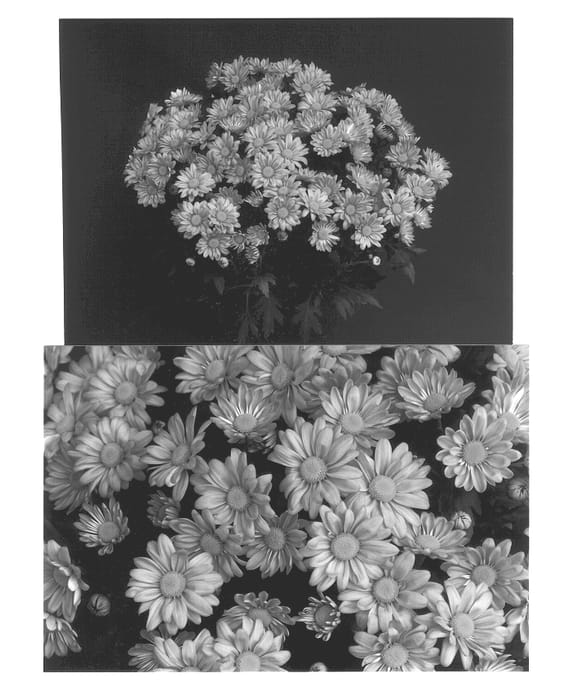 Figure 1 of US plant patent PP12906, the photograph of Yoroanoke printed in the patent.