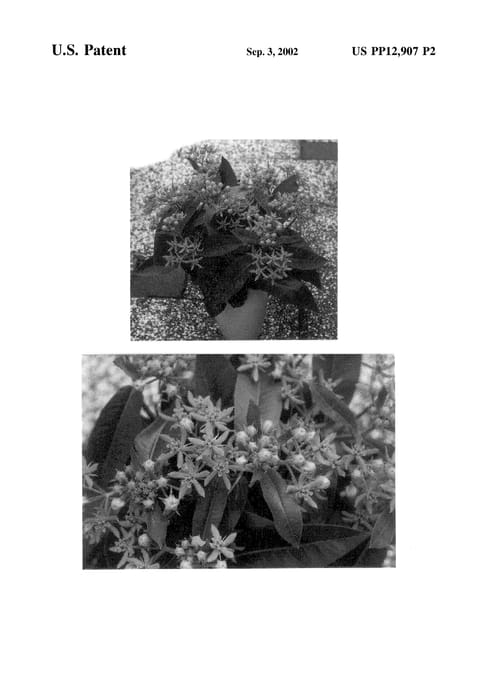 Figure 3 of US plant patent PP12907, the photograph of Beatrix printed in the patent.