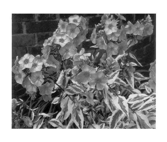 Figure 1 of US plant patent PP12908, the photograph of Becky Towe printed in the patent.