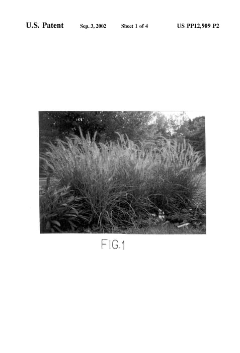 Figure 3 of US plant patent PP12909, the photograph of Karley Rose printed in the patent.