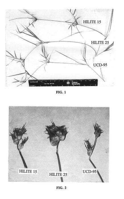 Figure 1 of US plant patent PP12910, the photograph of UCD-95 printed in the patent.