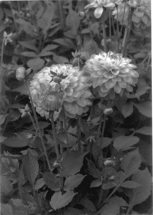 Figure 1 of US plant patent PP12911, the photograph of Melody Dixie printed in the patent.