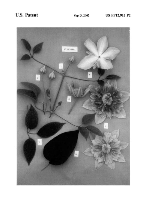 Figure 3 of US plant patent PP12912, the photograph of Evijohill printed in the patent.