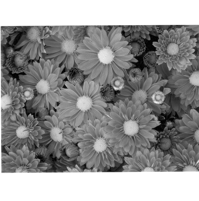 Figure 1 of US plant patent PP12913, the photograph of Italia printed in the patent.