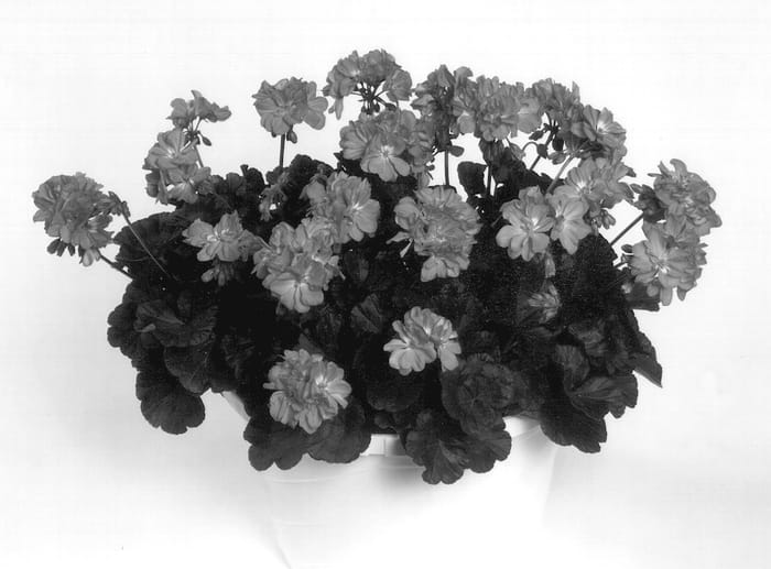 Figure 1 of US plant patent PP12914, the photograph of Sophia printed in the patent.