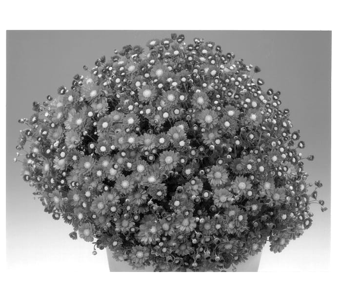 Figure 1 of US plant patent PP12915, the photograph of Dinka printed in the patent.