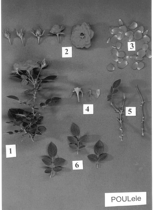 Figure 1 of US plant patent PP12916, the photograph of POULele printed in the patent.