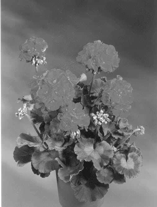 Figure 1 of US plant patent PP12917, the photograph of Fisrored printed in the patent.