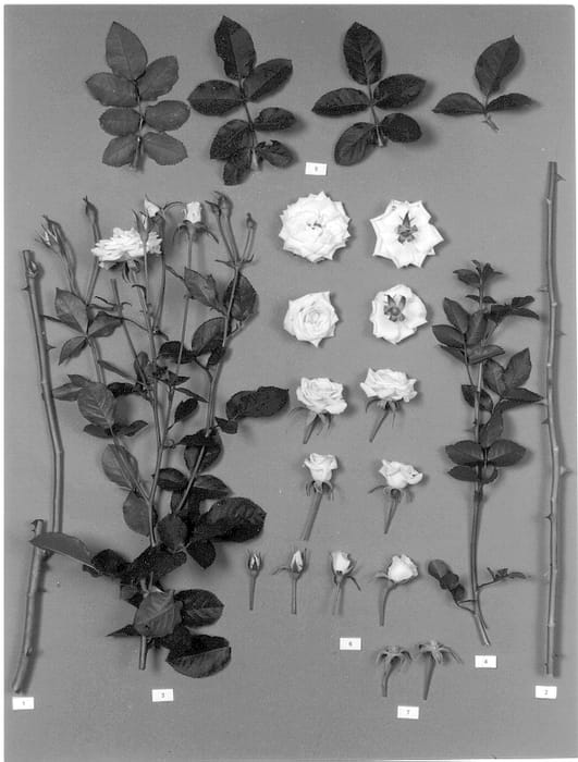 Figure 1 of US plant patent PP12918, the photograph of Delsprabla printed in the patent.