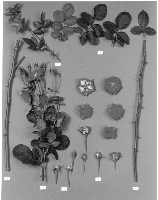 Figure 1 of US plant patent PP12919, the photograph of Plutores printed in the patent.