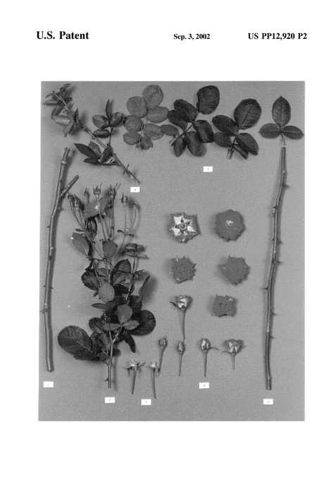 Figure 4 of US plant patent PP12920, the photograph of Delsporg printed in the patent.