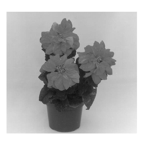 Figure 1 of US plant patent PP12921, the photograph of Eckaileen printed in the patent.
